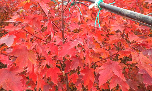 美國紅點紅楓苗的黃葉的緣由