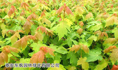 紅楓秋火焰苗扦插的注意事項(xiàng)