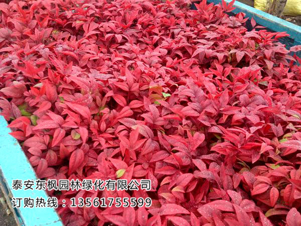 苗木種植土壤改良有哪些方法？