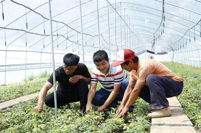 國(guó)內(nèi)較大的火焰南天竹生產(chǎn)培育基地