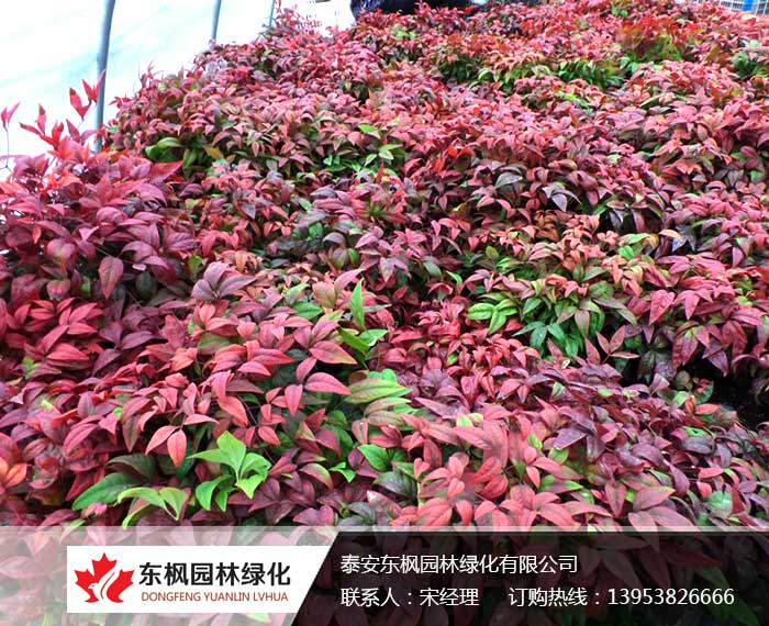 國(guó)內(nèi)較大的火焰南天竹生產(chǎn)培育基地