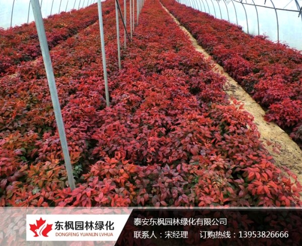 養(yǎng)護火焰南天竹注意事項