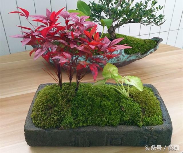 火焰南天竹入市以來熱度不減，未來幾年市場好！