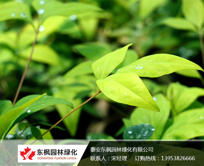 火焰南天竹入市以來熱度不減，未來幾年市場好！