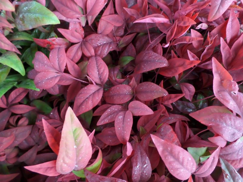 火焰南天竹入市以來熱度不減，未來幾年市場好！