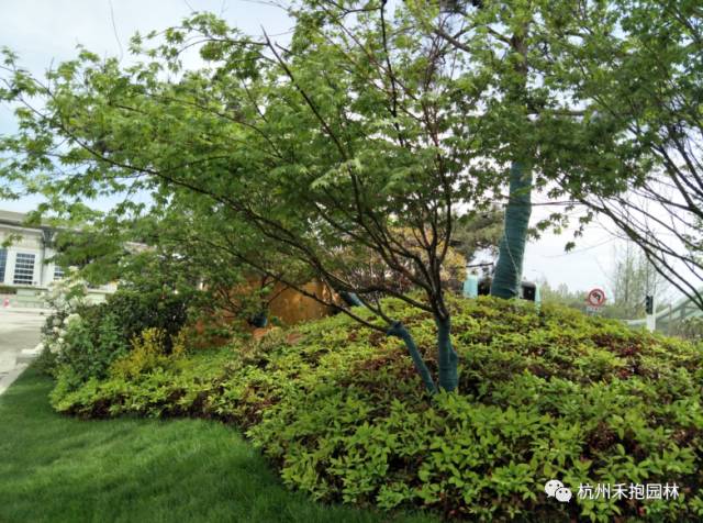 火焰南天竹入市以來熱度不減，未來幾年市場好！