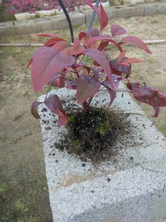 火焰南天竹入市以來熱度不減，未來幾年市場好！