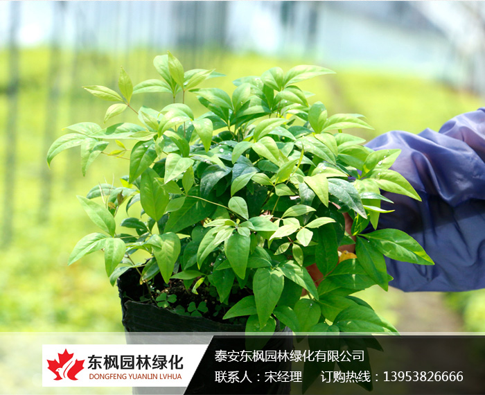 火焰南天竹栽種、澆水、施肥等及擺放環(huán)境