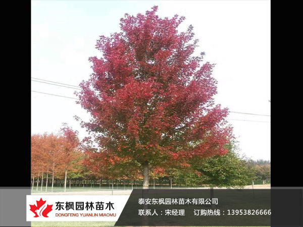 紅點(diǎn)紅楓