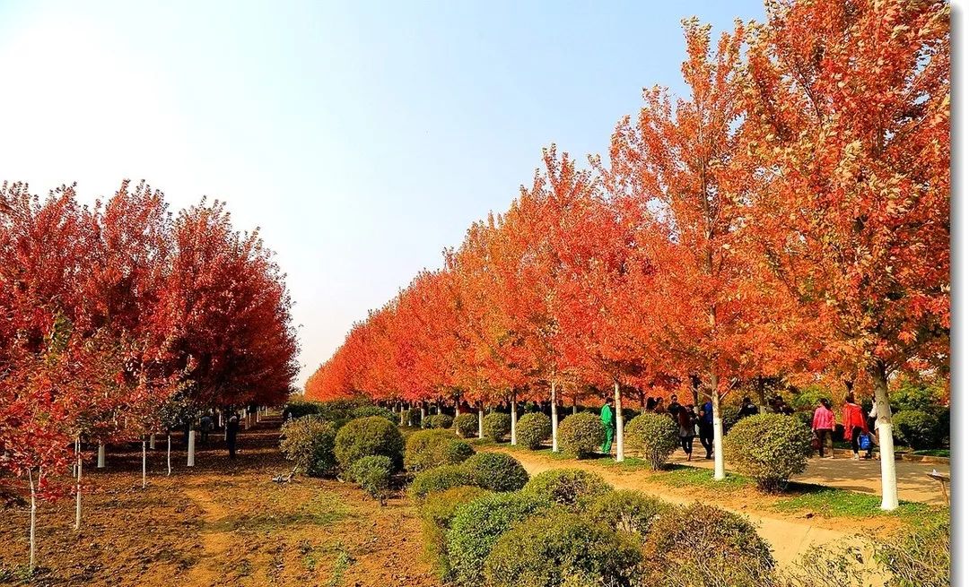 它，秋之嬌子——美國(guó)紅點(diǎn)紅楓