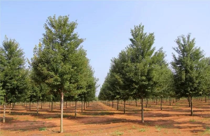 它，秋之嬌子——美國(guó)紅點(diǎn)紅楓