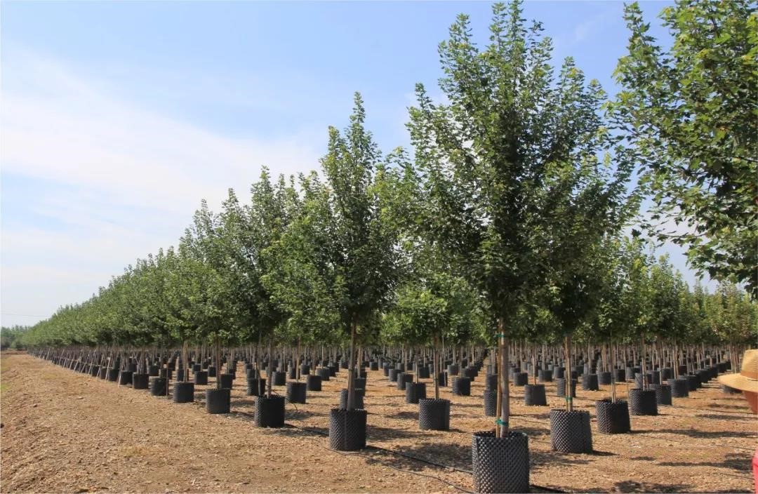 它，秋之嬌子——美國(guó)紅點(diǎn)紅楓