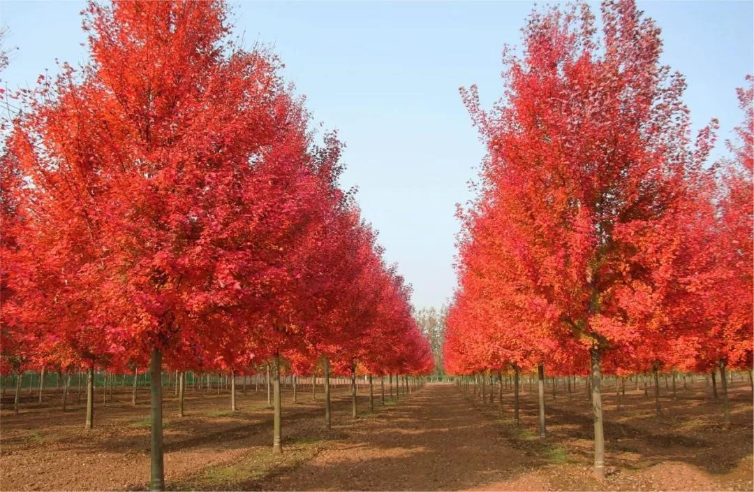 它，秋之嬌子——美國(guó)紅點(diǎn)紅楓