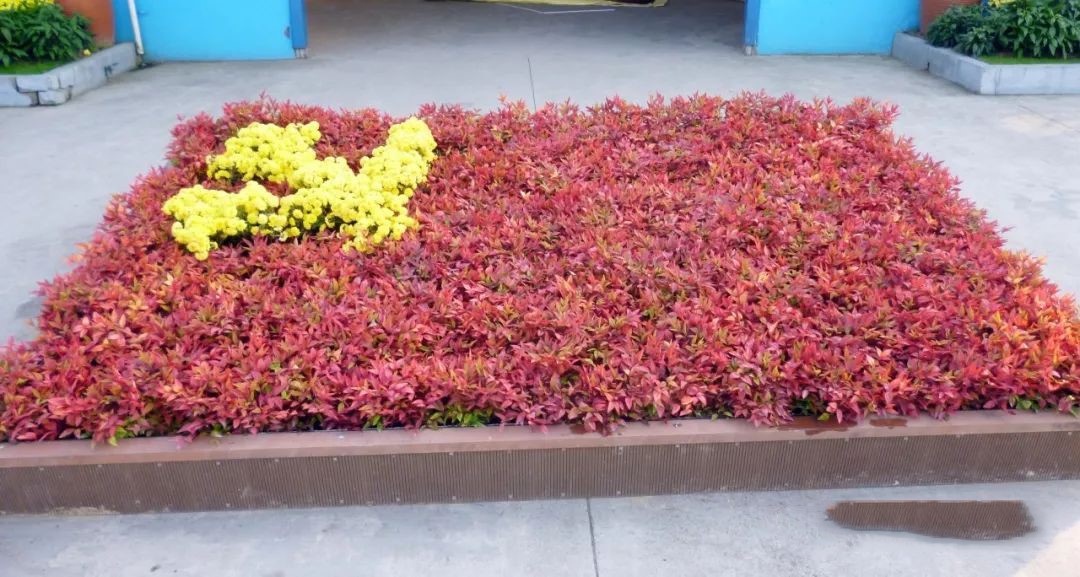 凌霜傲雪，夏透碧翠；近凝眸，紅光瀲艷，精神抖擻------火焰南天竹