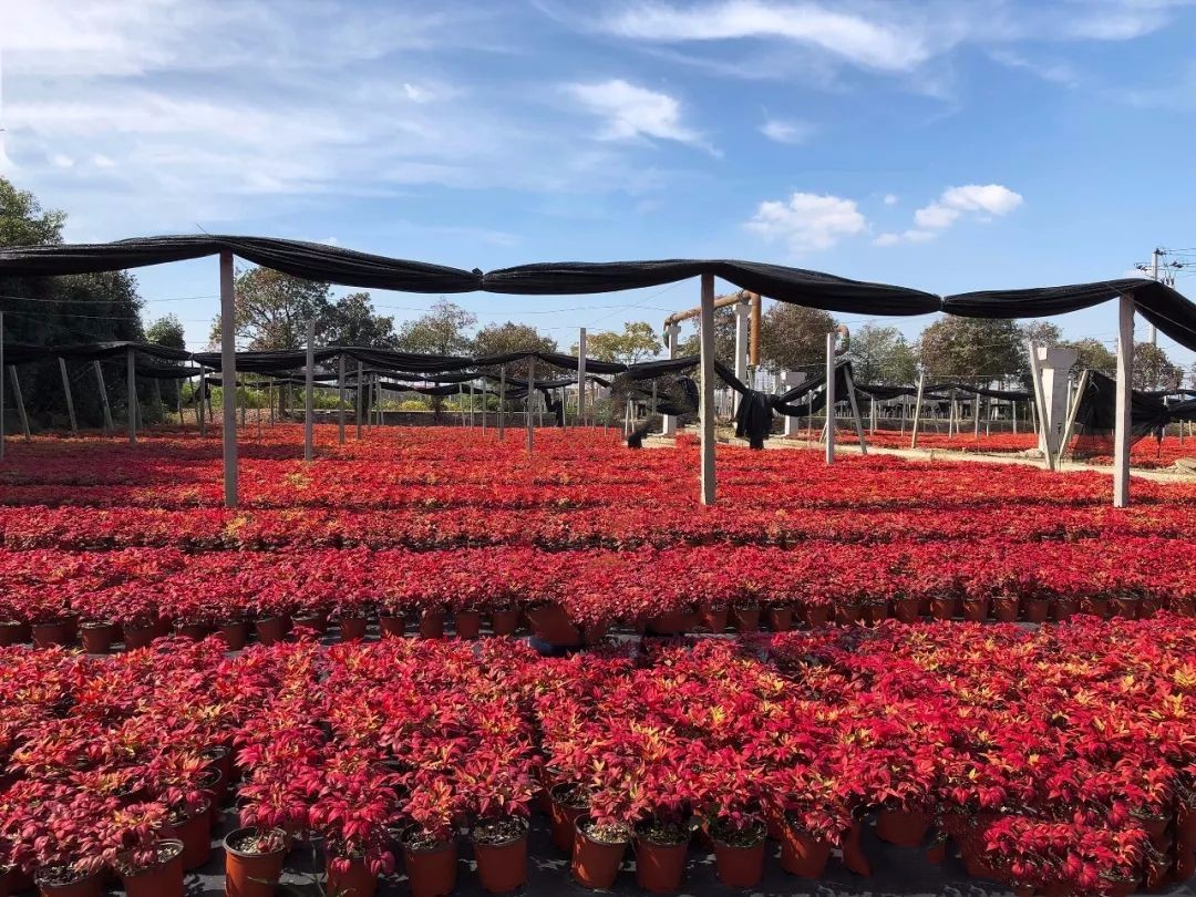 凌霜傲雪，夏透碧翠；近凝眸，紅光瀲艷，精神抖擻------火焰南天竹