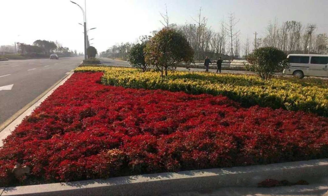 凌霜傲雪，夏透碧翠；近凝眸，紅光瀲艷，精神抖擻------火焰南天竹