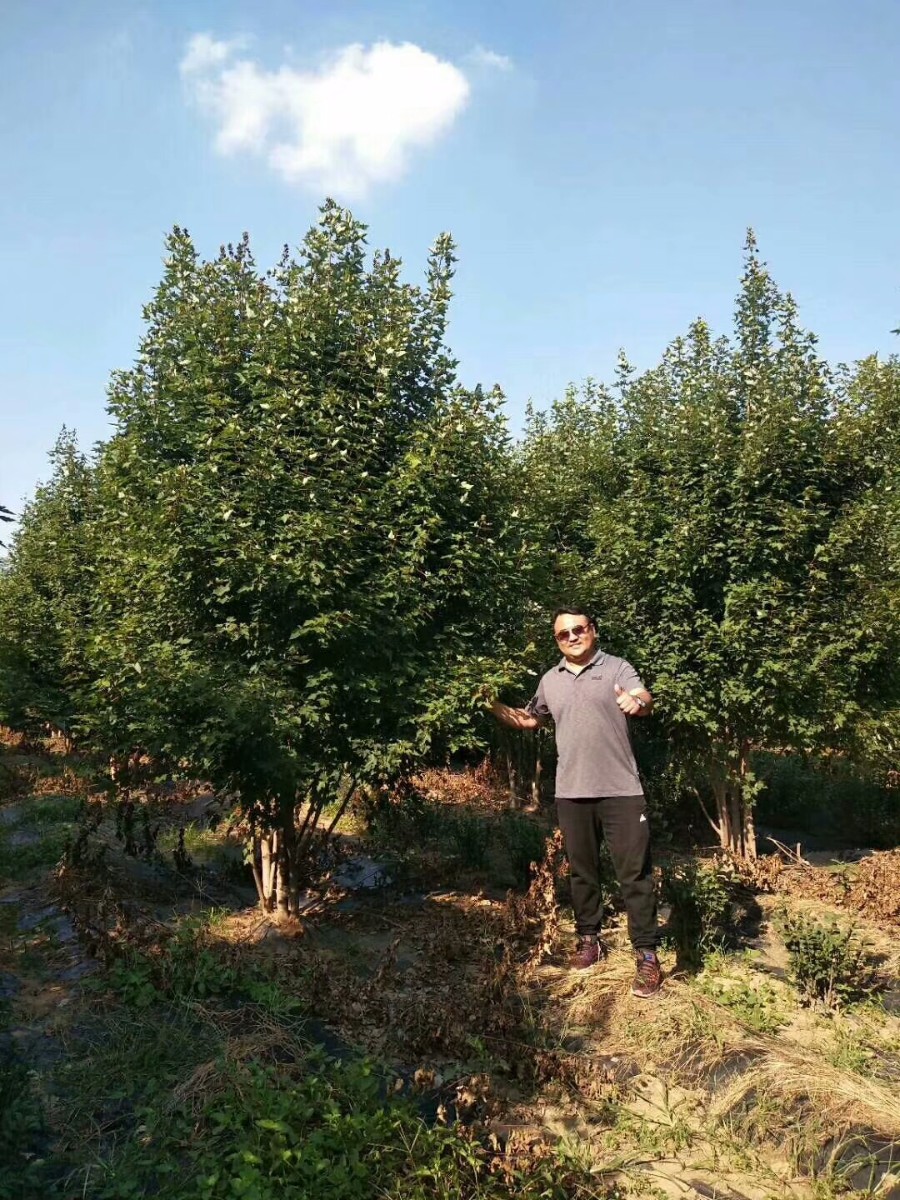 美國(guó)紅楓家族中的 “ 勞斯萊斯 ” ---- 泰安 東楓 “ 叢生紅點(diǎn)紅楓