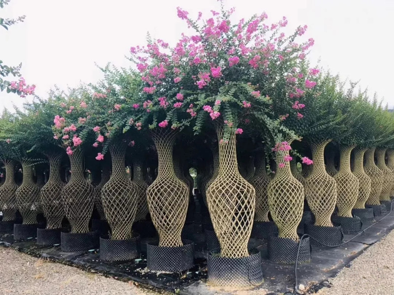 關(guān)于美國紫薇、紫薇花瓶、紫薇造型點擊了解更多詳情