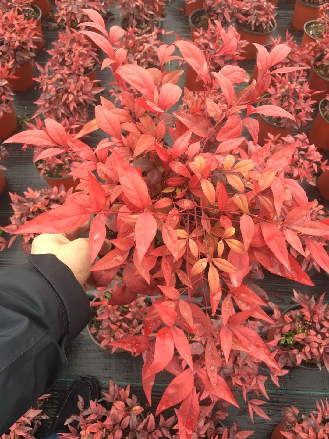 紫薇花瓶|火焰南天竹|叢生紅點紅楓——泰安東楓園林