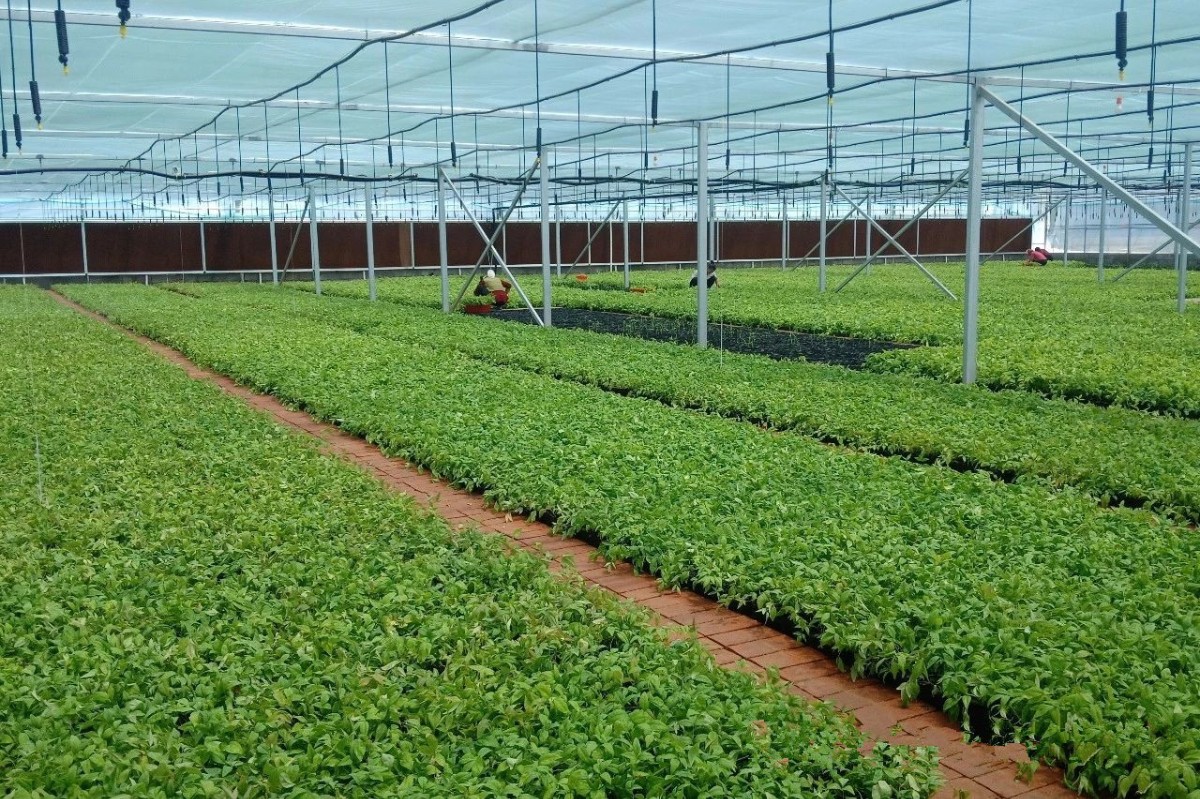 一個(gè)冬季紅葉的新品種——火焰南天竹