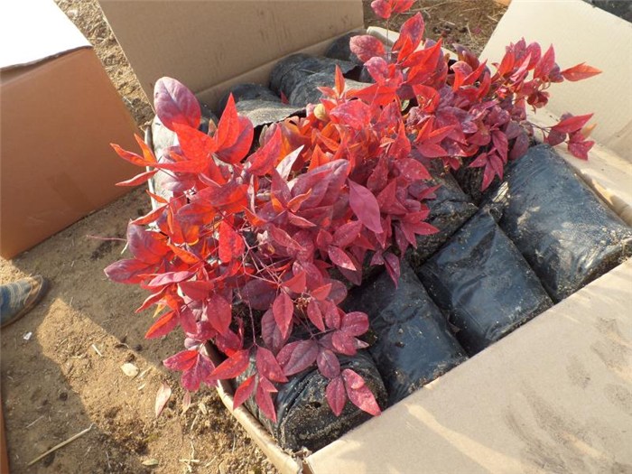 一個(gè)冬季紅葉的新品種——火焰南天竹