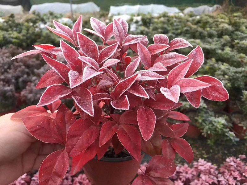 選對(duì)種苗，做好產(chǎn)品，才能未來(lái)可期！火焰南天竹、叢生紅點(diǎn)紅楓、紫薇花瓶