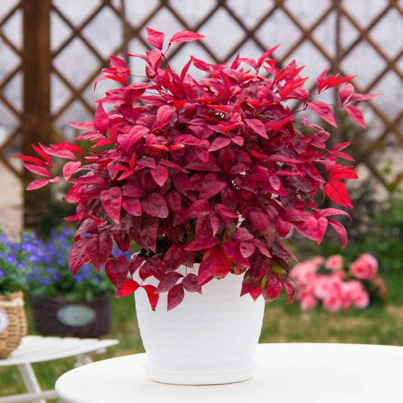 火焰南天竹——在冰冷的冬天，送你暖的色彩！