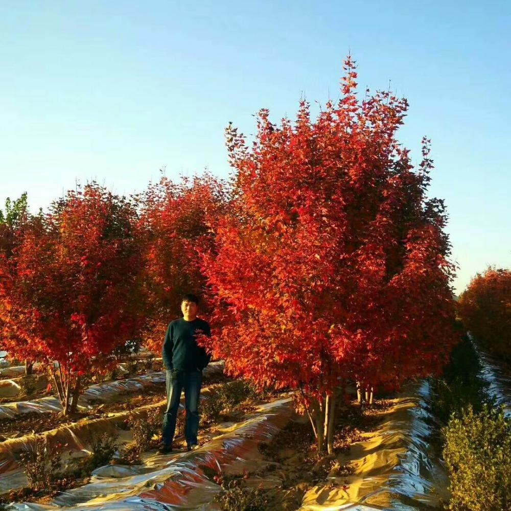 美國紅楓，在砥礪前行中預(yù)見未來