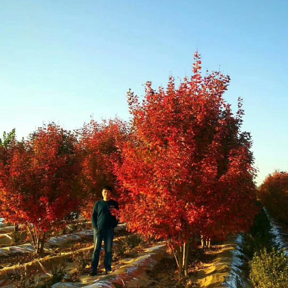 美國紅楓，在砥礪前行中預(yù)見未來